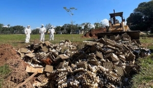 Por presunta gripe aviar una granja destruirá 15.000 docenas de huevos