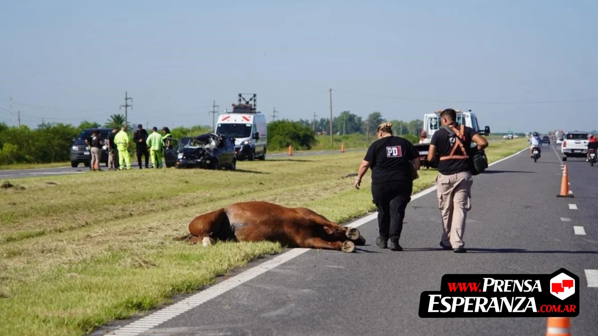 Accidente fatal en la Autopista Rosario-Santa Fe: un auto chocó contra un caballo y murió el conductor